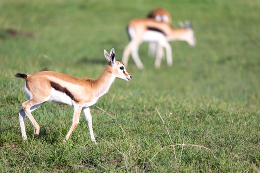 The Thomson gazelles in the middle of a grassy landscape in the Kenyan savanna