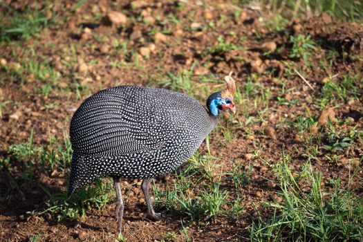 A Native birds with spotted plumage in the Kenyan savannah