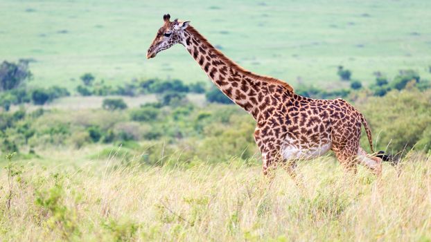 A Masai giraffe in the Kenyan savanna on a meadow