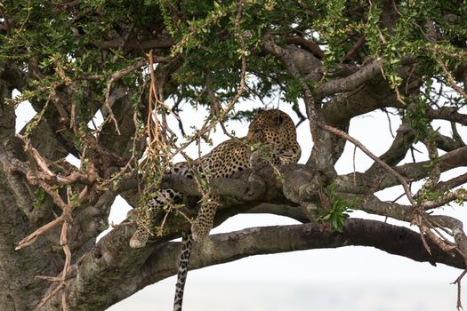 One leopard has settled comfortably between the branches of a tree to rest