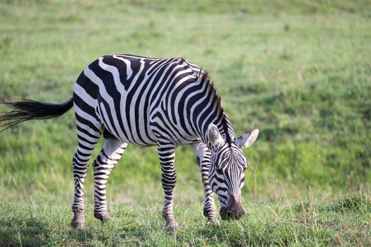 One zebra in the green landscape of a national park in Kenya