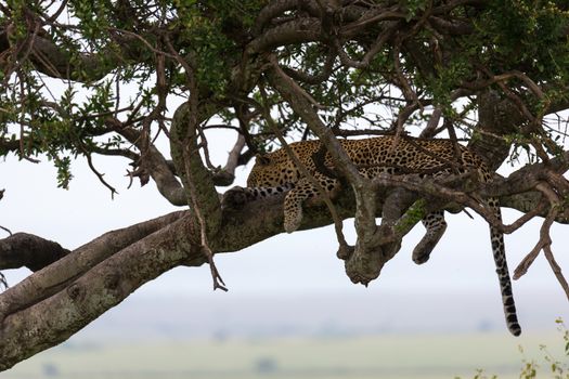 One leopard has settled comfortably between the branches of a tree to rest