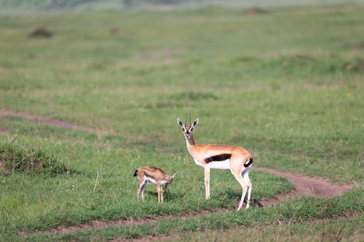 One Thomson's gazelle with her offspring in the savanna