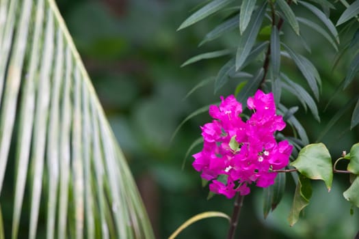 Colorful exotic flowers on trees with green leaves