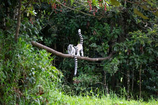 The ring-tailed lemur in the rainforest on the island of Madagascar