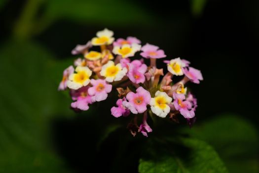 The Exotic flowers of the island of Madagascar