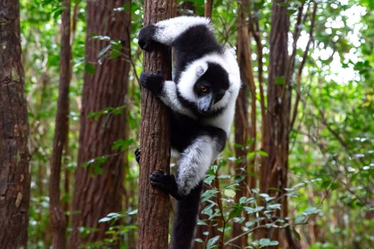 One black and white lemur sits on the branch of a tree
