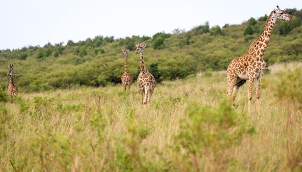 A Masai giraffe in the Kenyan savanna on a meadow