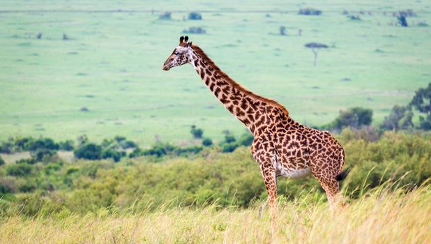 A Masai giraffe in the Kenyan savanna on a meadow