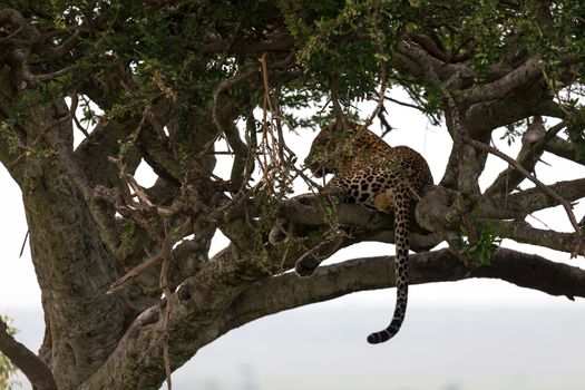 One leopard has settled comfortably between the branches of a tree to rest