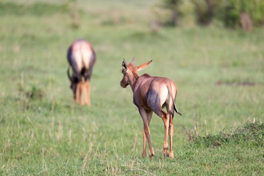 The Topi antelope in the Kenyan savanna in the middle of the grass landscape