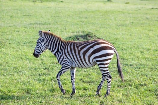 One little zebra in the savannah of Kenya