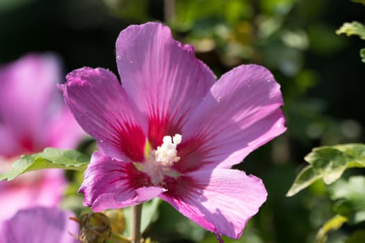 One beautiful pink flower surrounded by green branches