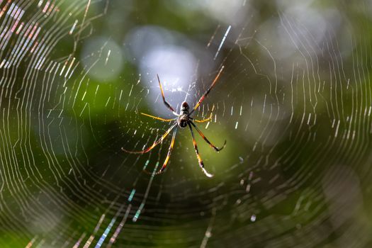 The native spider on its web in Madagascar