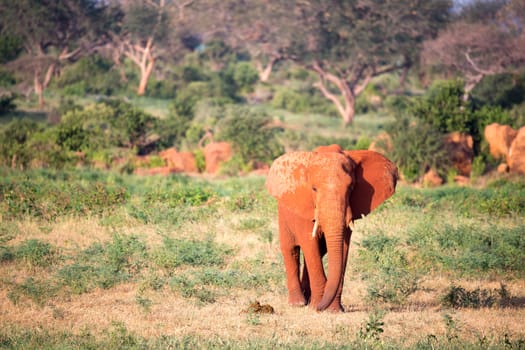 One big red elephant walks through the savannah between many plants