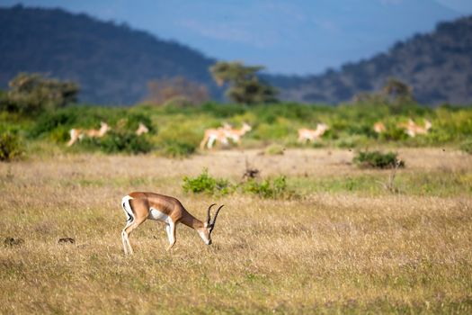 The antelopes in the grass landscape of Kenya