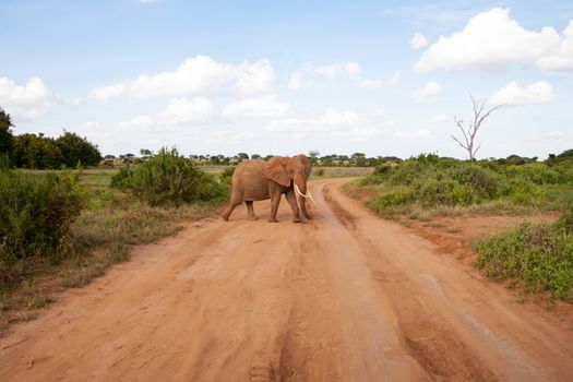 An elephant is crossing the road in the savannah, a lot of plants and red soil