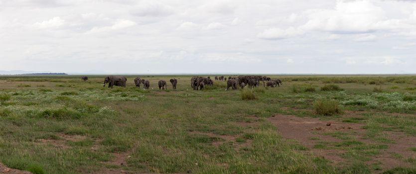 A lot of elephants are grassing in the grassland in the savannah