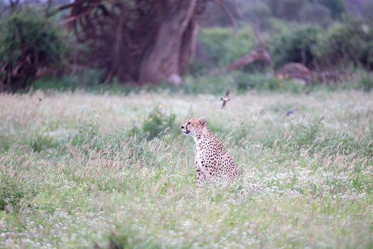 Cheetah in the grassland in the national park in Kenya