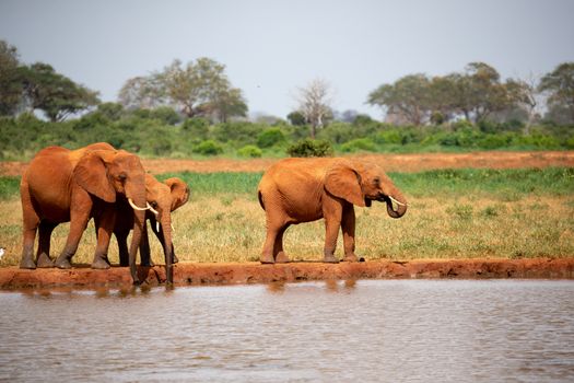 A elephants family drinking water from the waterhole