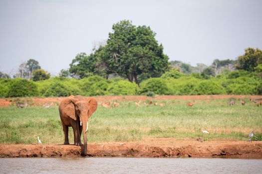 A red elephant is drinking water from the waterhole