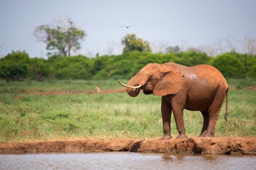 A red elephant is drinking water from the waterhole