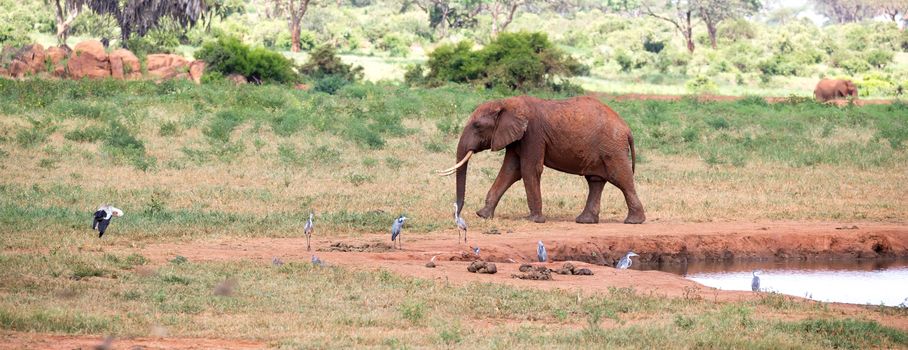 Elephant on the waterhole in the savannah of Kenya