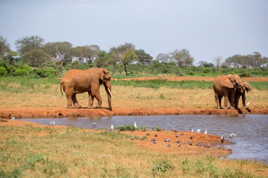 Elephant on the waterhole in the savannah of Kenya