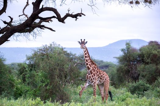 A giraffe is walking in the savannah between the plants