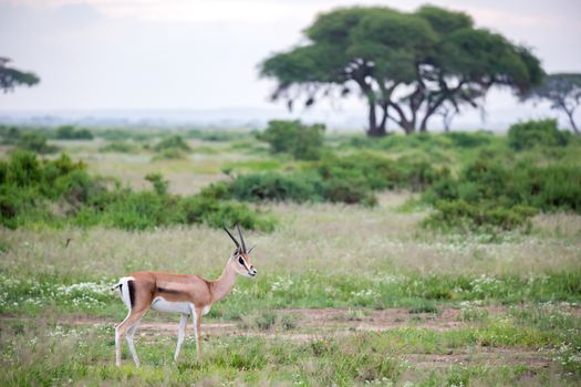 The Thomsons gazelle in the grasland of Kenya with a lot of plants