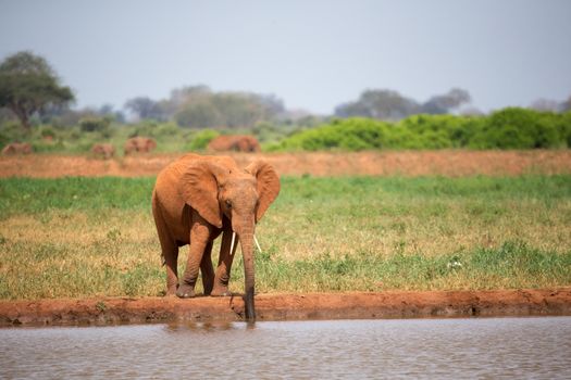 A red elephant is drinking water from the waterhole