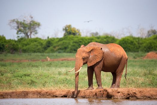 A red elephant is drinking water from the waterhole