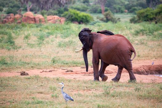 One young red elephant is running and playing in the grassland of the savannah