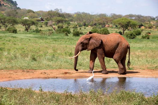 Elephant on the waterhole in the savannah of Kenya