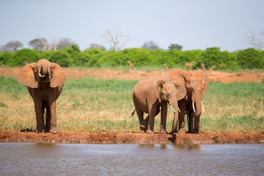 Waterhole in the savannah with some red elephants