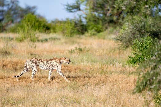A Cheetah in the grassland of the savannah in Kenya