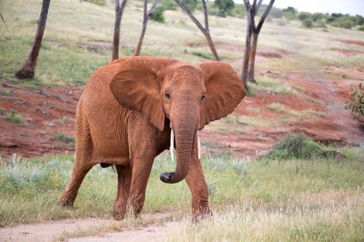 The red elephant walks among the palm trees and trees