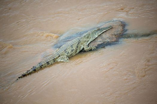 One crocodile on the stone in the middle of a river