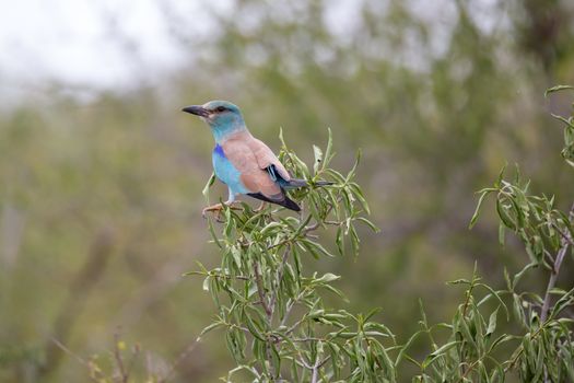 A Native Kenyan birds in their natural environment