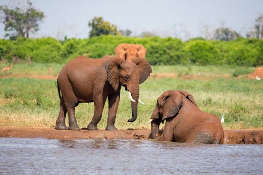 Some red elephants on the waterhole in the savannah of Kenya