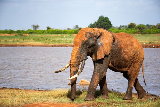 One big red elephant after bathing near a water hole