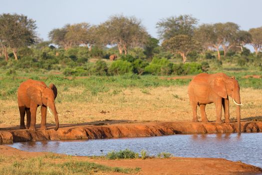 The family of red elephants at a water hole in the middle of the savannah