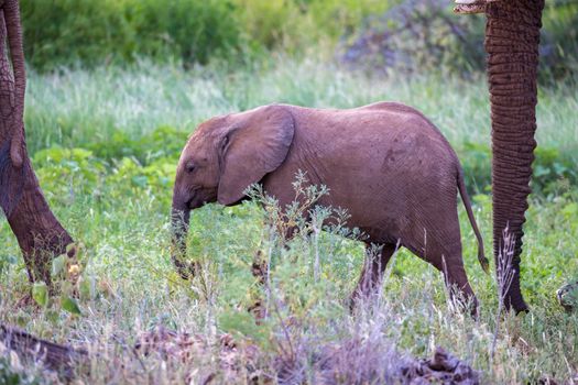 Some elephants walk among the trees and shrubs