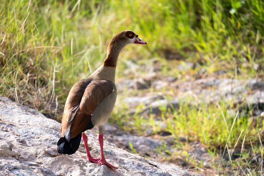 A native very colorfull bird in the landscape of Kenya