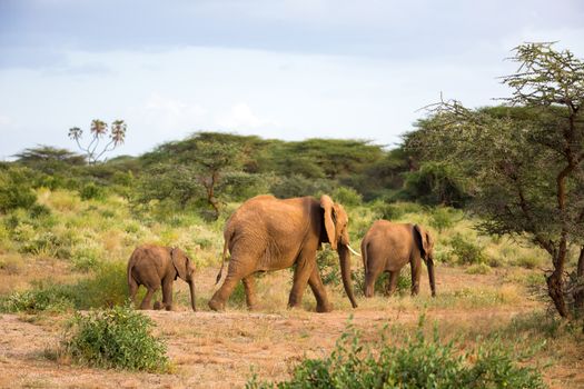 Red elephants walk in the savannah between the plants