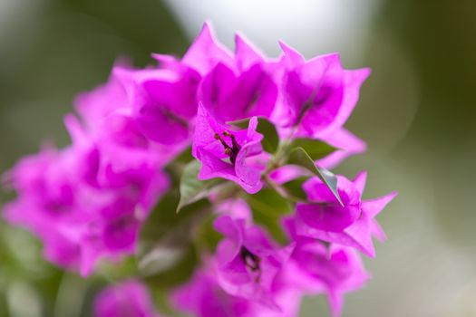 Local exotic flowers very colorfull and beautiful