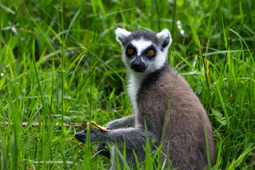 The ring-tailed lemur in the rainforest, its natural environment