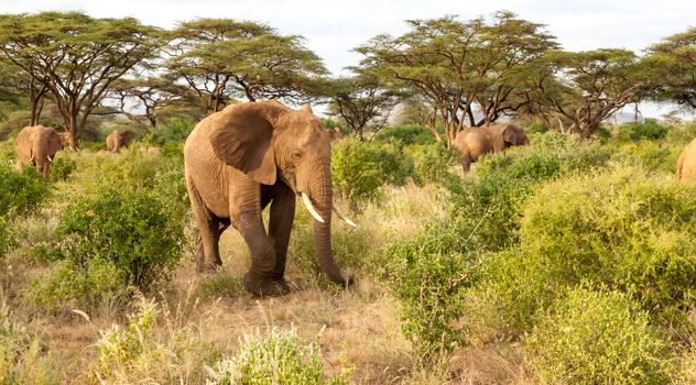 A lot of elephants go through the bushes in a jungle