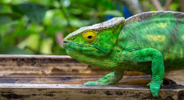One chameleon in close-up in a national park on Madagascar