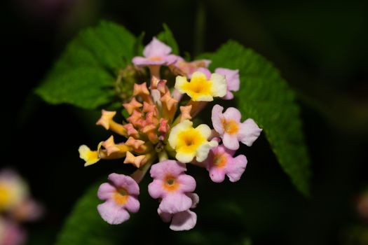 The Exotic flowers of the island of Madagascar